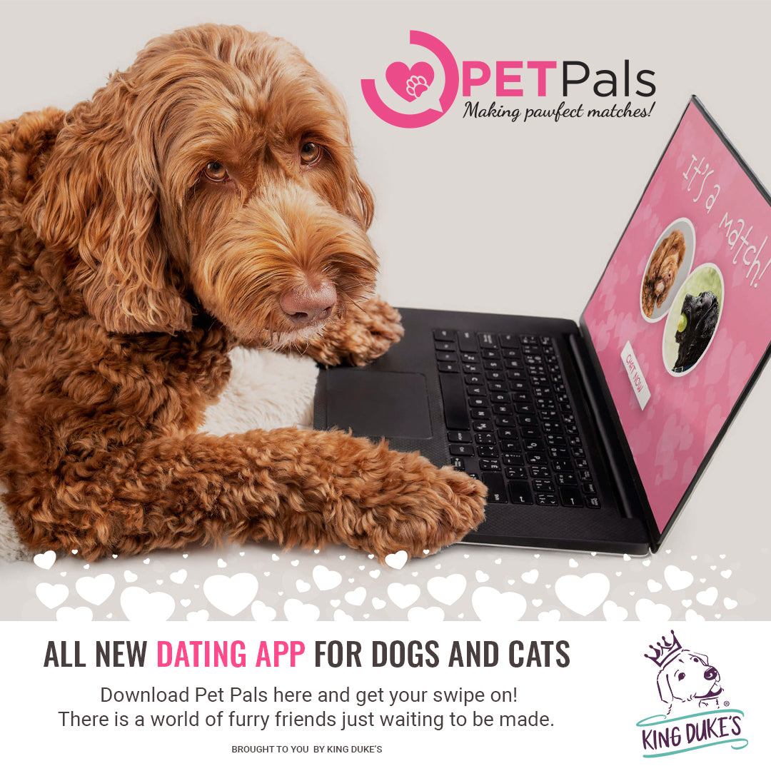 Forlorn felines and desolate dogs? PetPals are here to help!