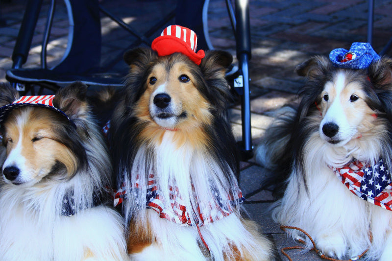 Go Fourth, Friends, it’s Road Trip Part Two: We, the Dogs!