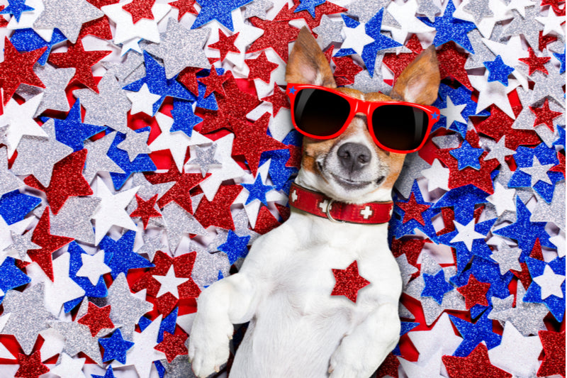 Red (Setter), White (Shepherd), and Blue (Terrier): A Dogs' Guide to 4th of July!