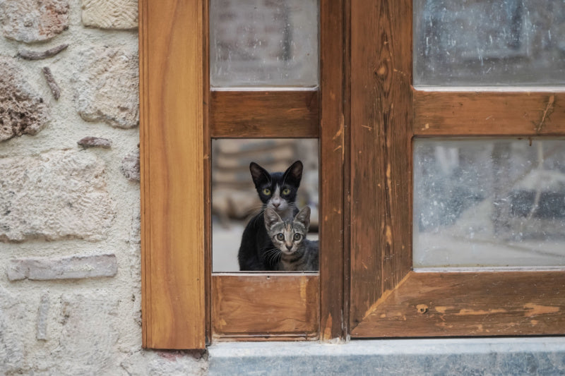The Secrets of the Catosphere: A Brief History of Feline Mystery
