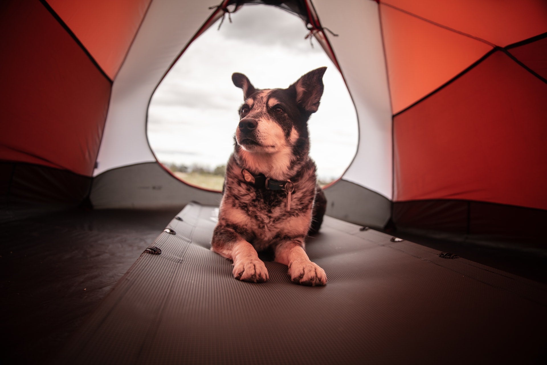 dog in tent while camping with owers