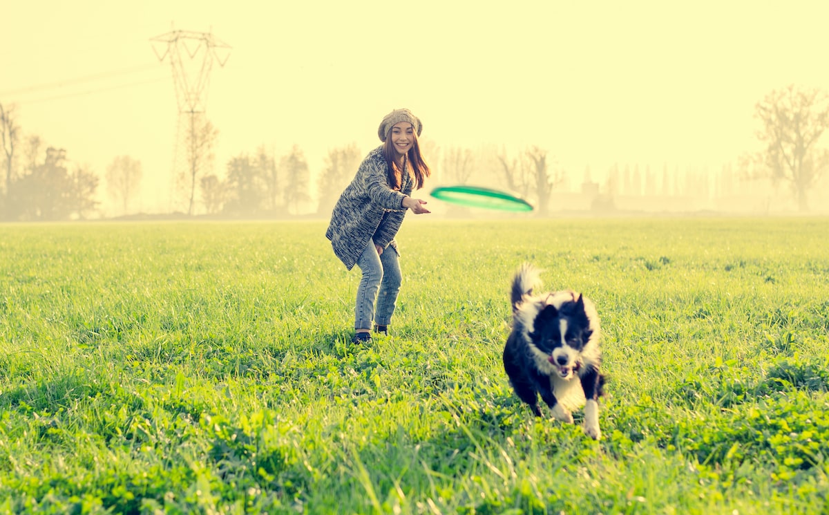 dog playing outside with owner in grass field