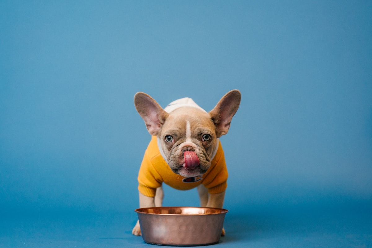 french bulldog eating dog food in bowl with blue background