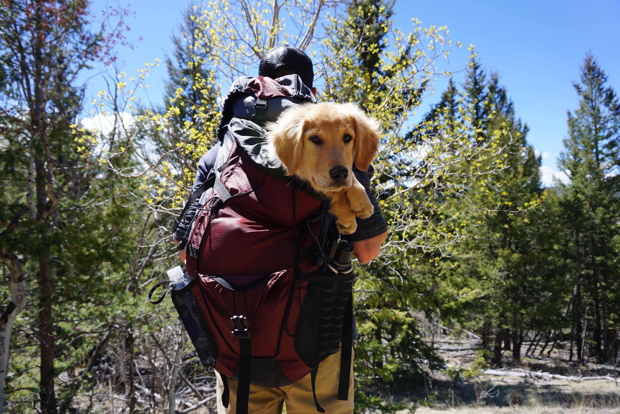 Everything You Need to Know About Backpacking with Dogs