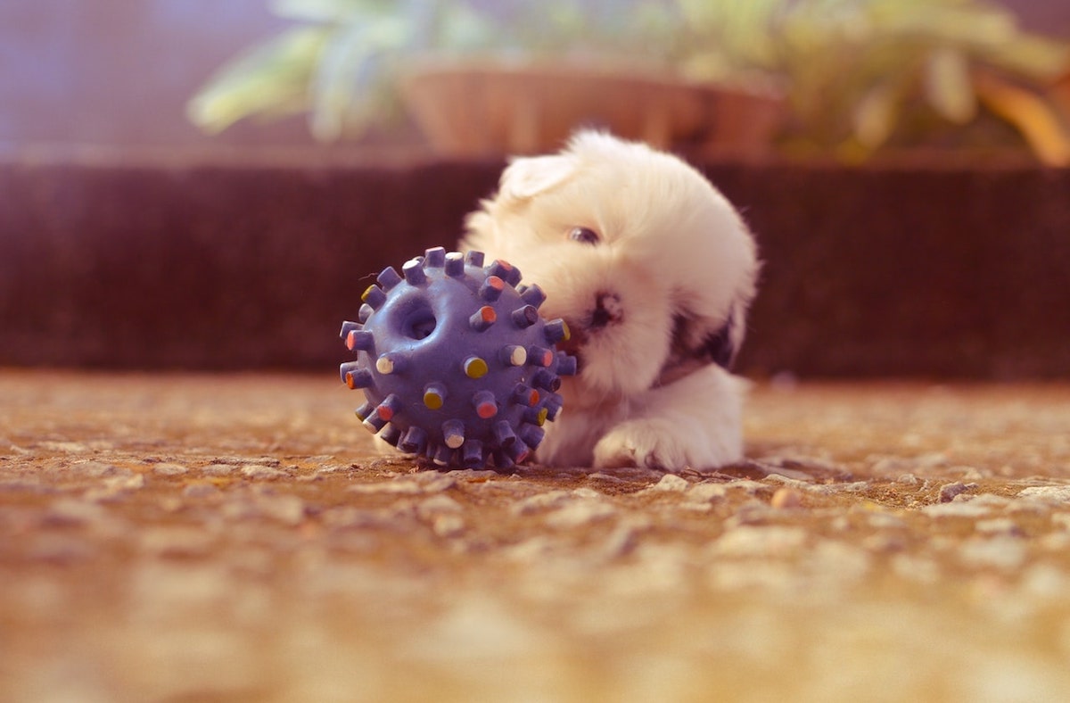 Puppy Playing with Safe Chew Toy