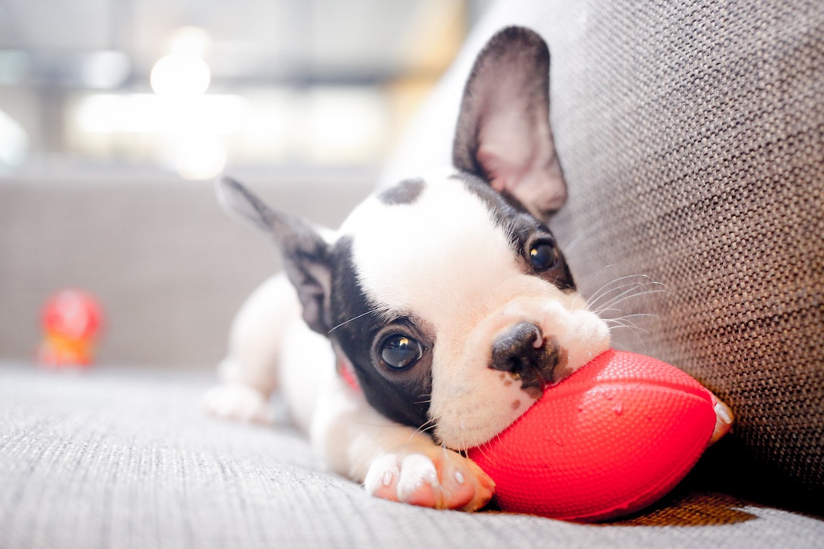 puppy playing with small football chew toy