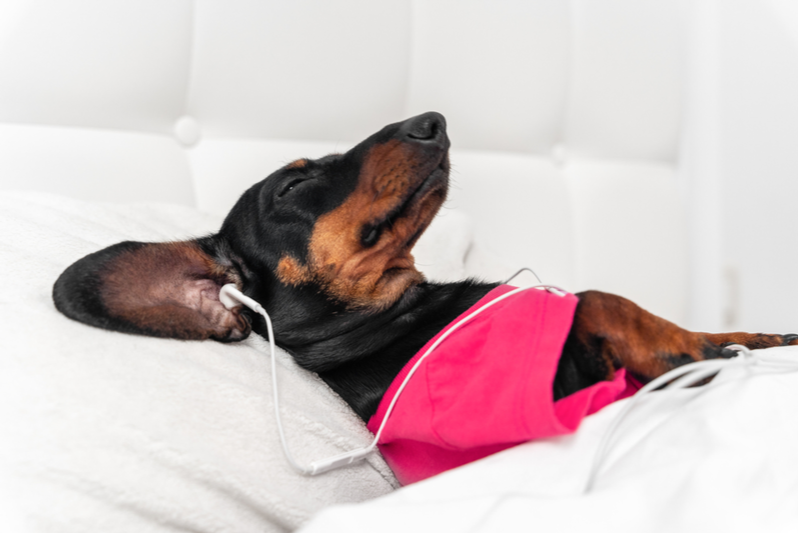 Post Pandemic Preparation: a Pet Parents' Primer!