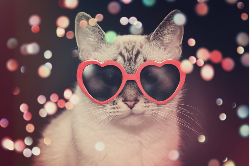 King Dukes: It's Totally Cool For Cats.