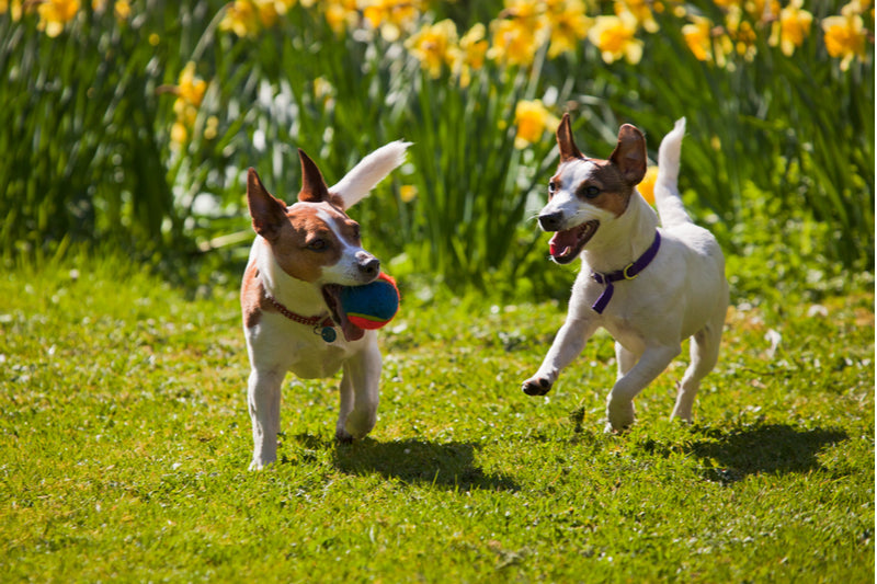 Spring is in the Air and Your Dog Knows It!
