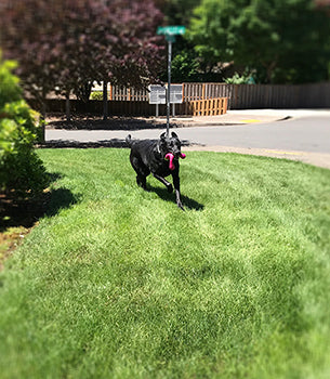 Finley's Favorites! First Edition - West Paw Design, Zogoflex Wox