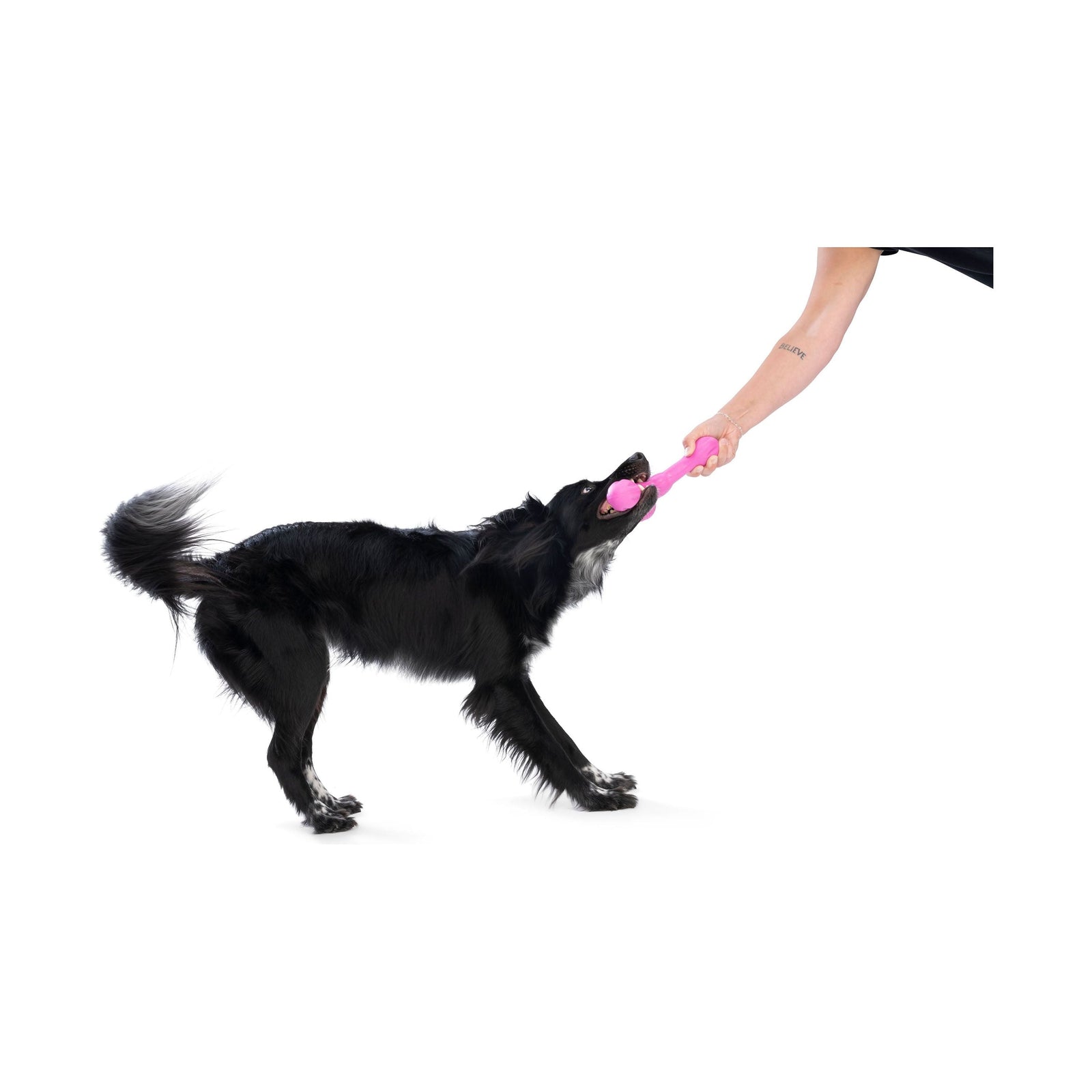 West Paw - Zogoflex Skamp, New Colors!