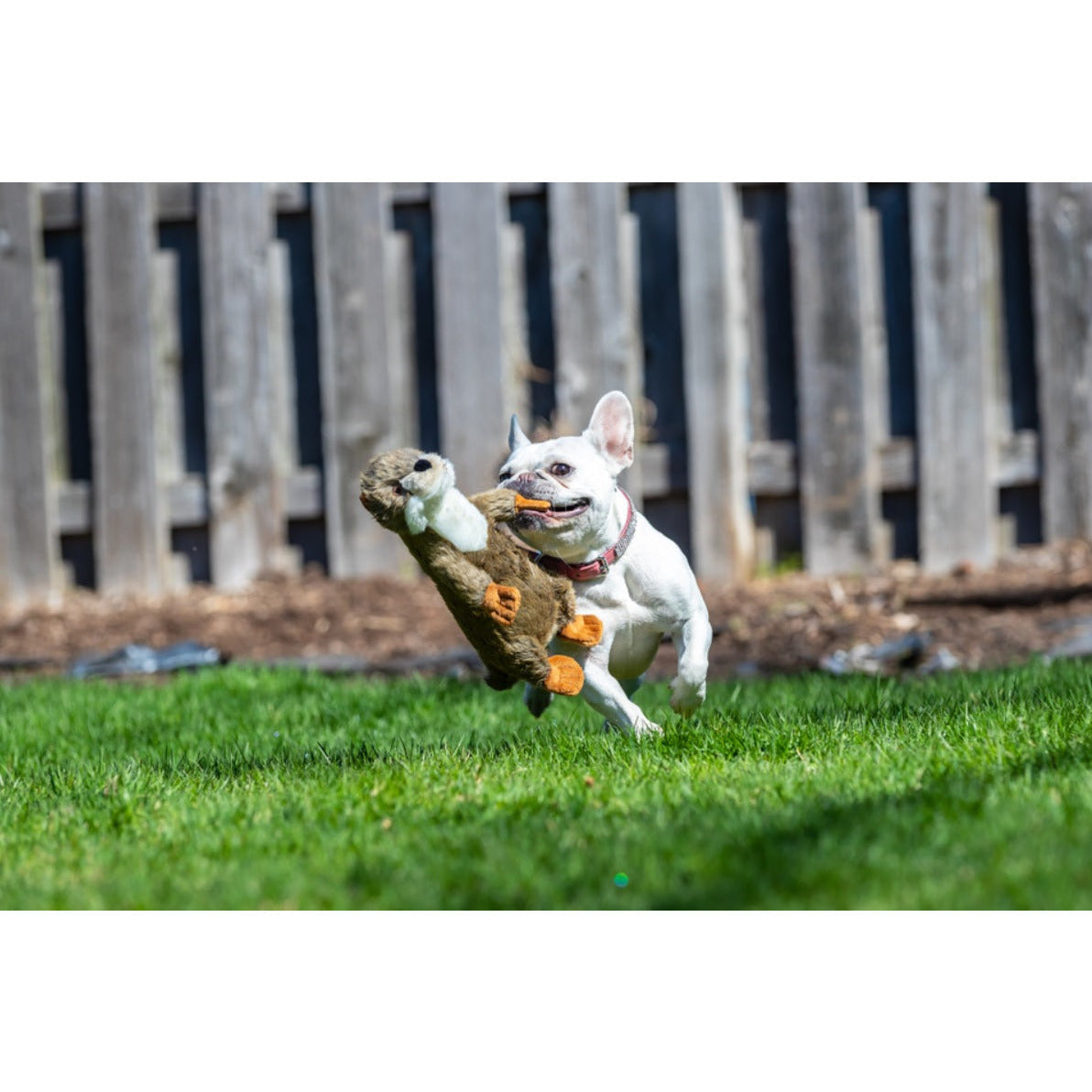 Fluff & Tuff - Harry Otter