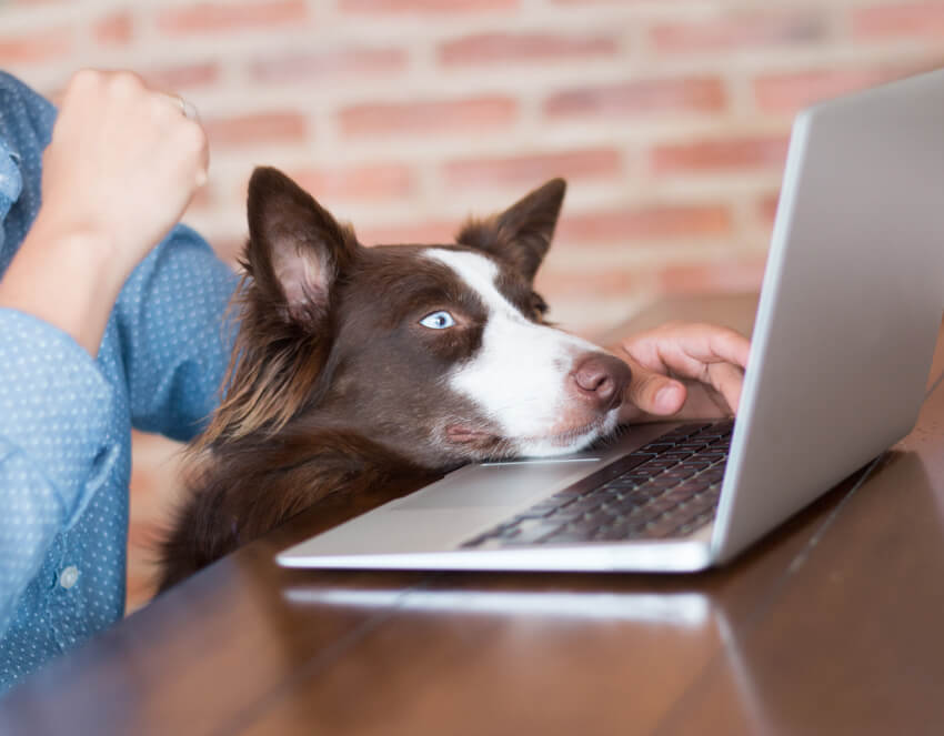 King Duke's Dog & Cat Pet Products