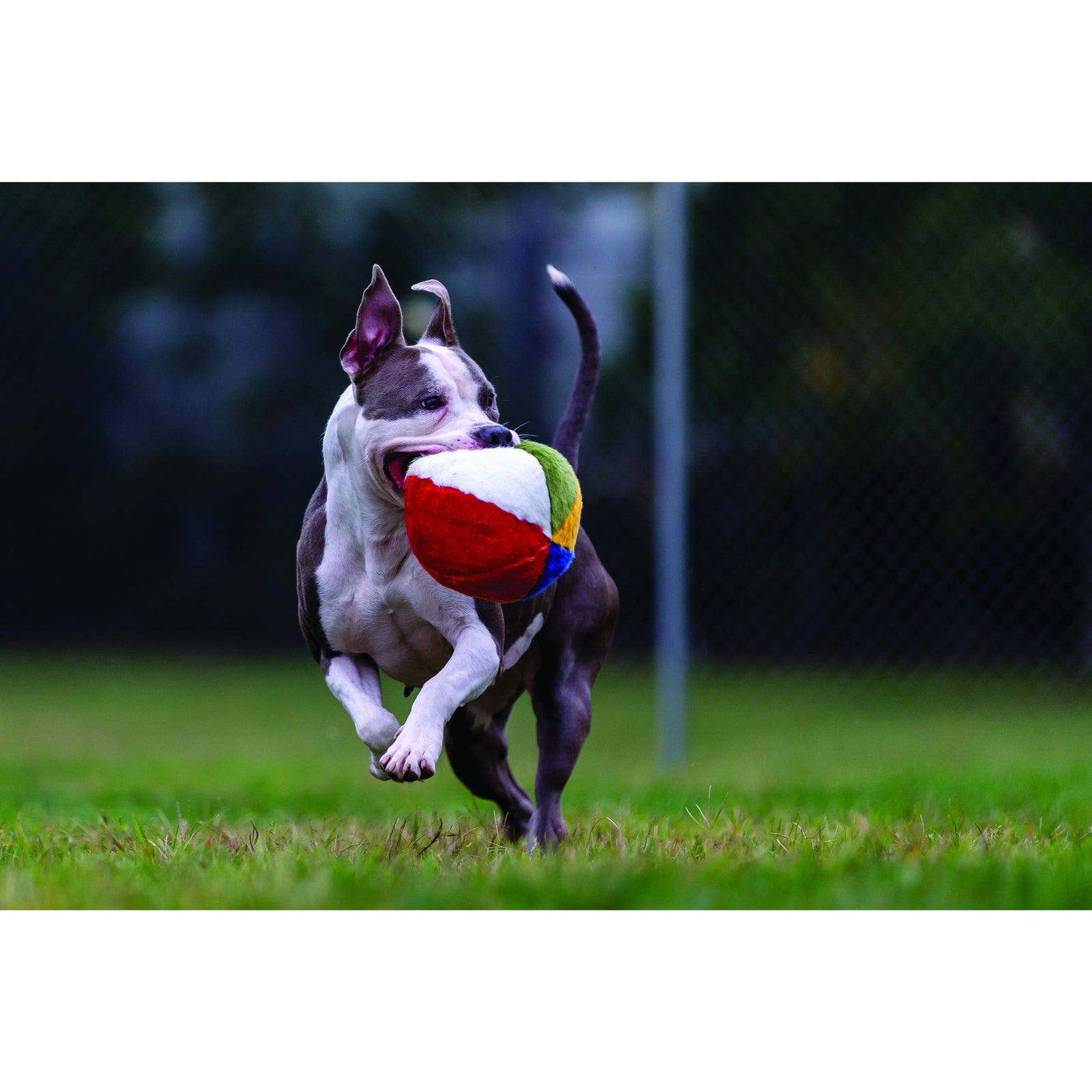 Fluff & Tuff - Beach Ball