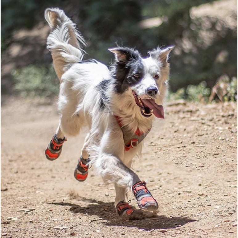 Kurgo - Blaze Dog Shoes 4-Pack