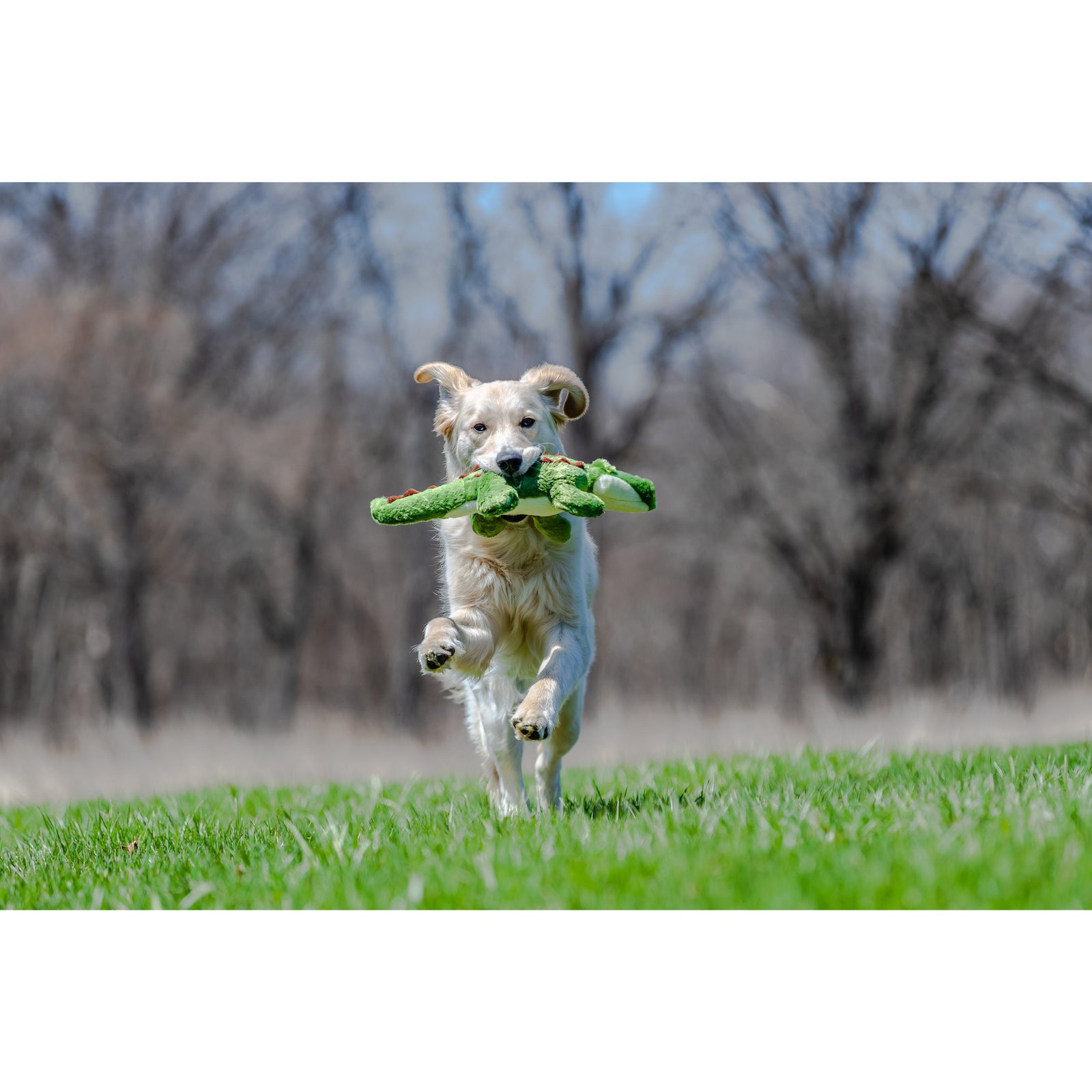 Fluff & Tuff - Georgia the Gator