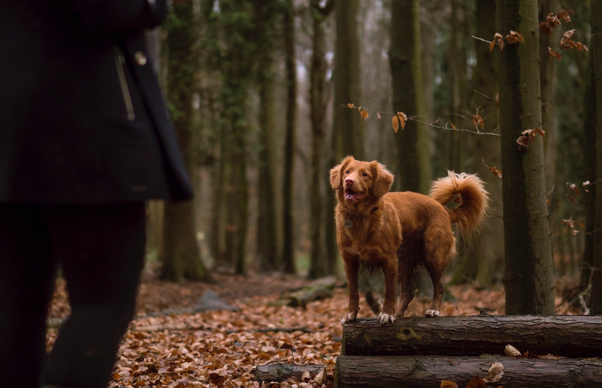 Dog playing in the woods with owner