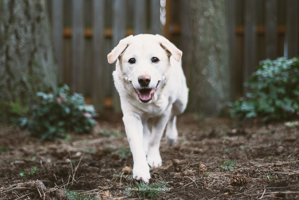 Duke ~ The OG Pack Leader