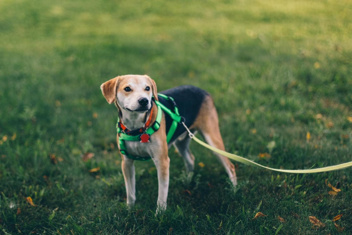 Healthy Dog on Leash Playing in Grass