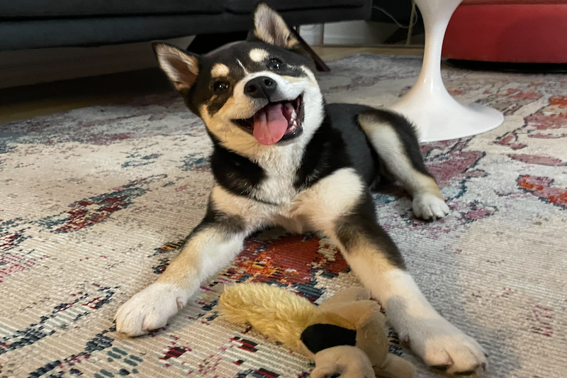 She's Super-Callie-Corgi-tastic-Shiba-Inu-dog-tious!