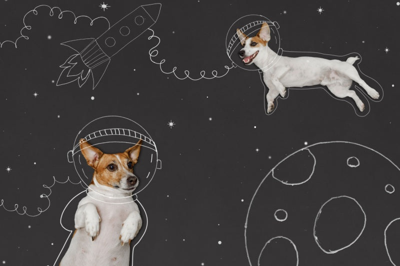 To the (Dog) Stars!