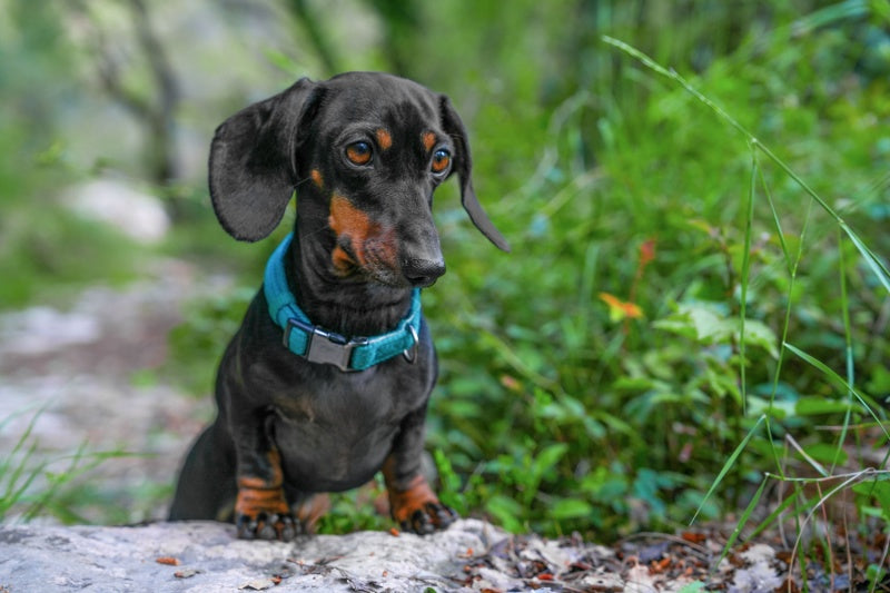 Eat, Prey, Bark: Valerie the Dachshund's Wilderness Adventure.