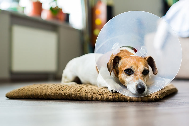 Pet Parenting: Tips for a Health Emergency