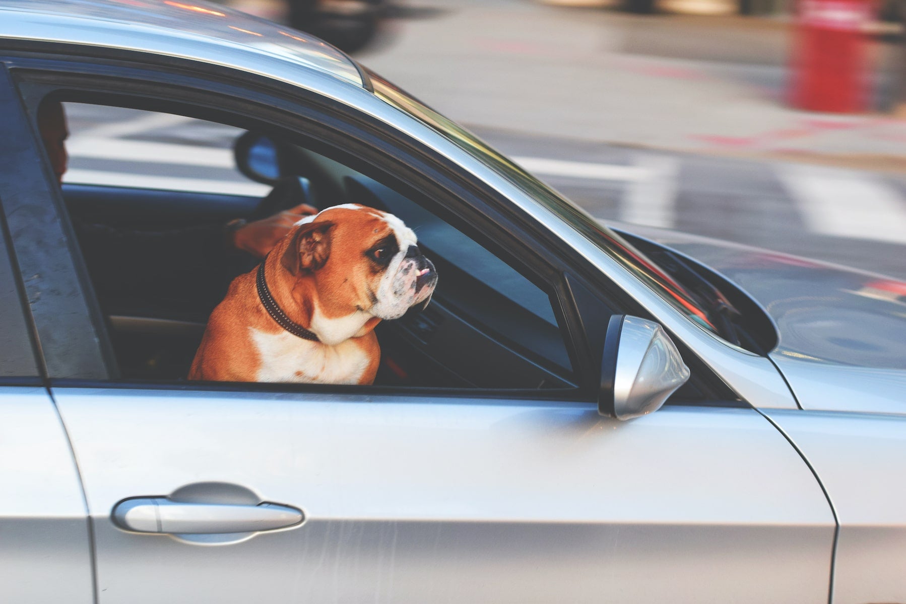 adorable dog traveling with owner across country in a car
