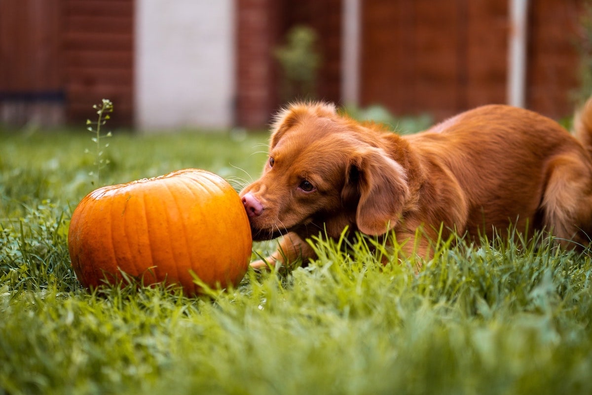 dog smelling a pumpkin