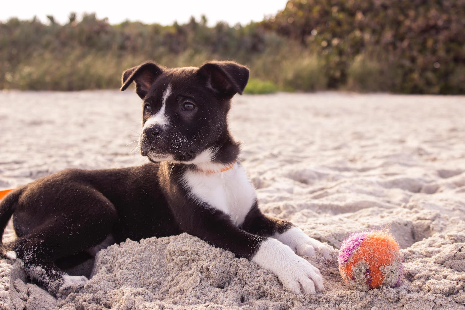 Dog on Beach with Ball Protect from Skin Cancer