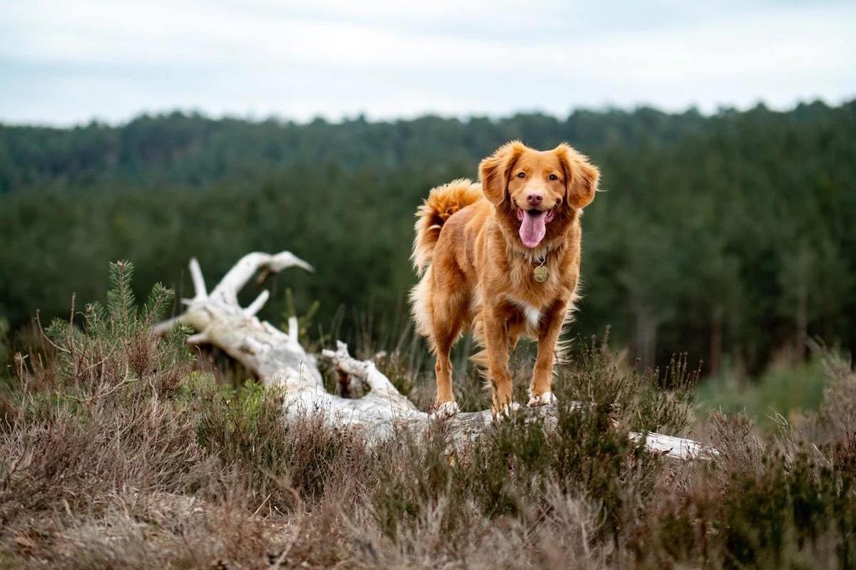 Enrichment Ideas for Dogs with Golden Retriever Outdoors on Hike