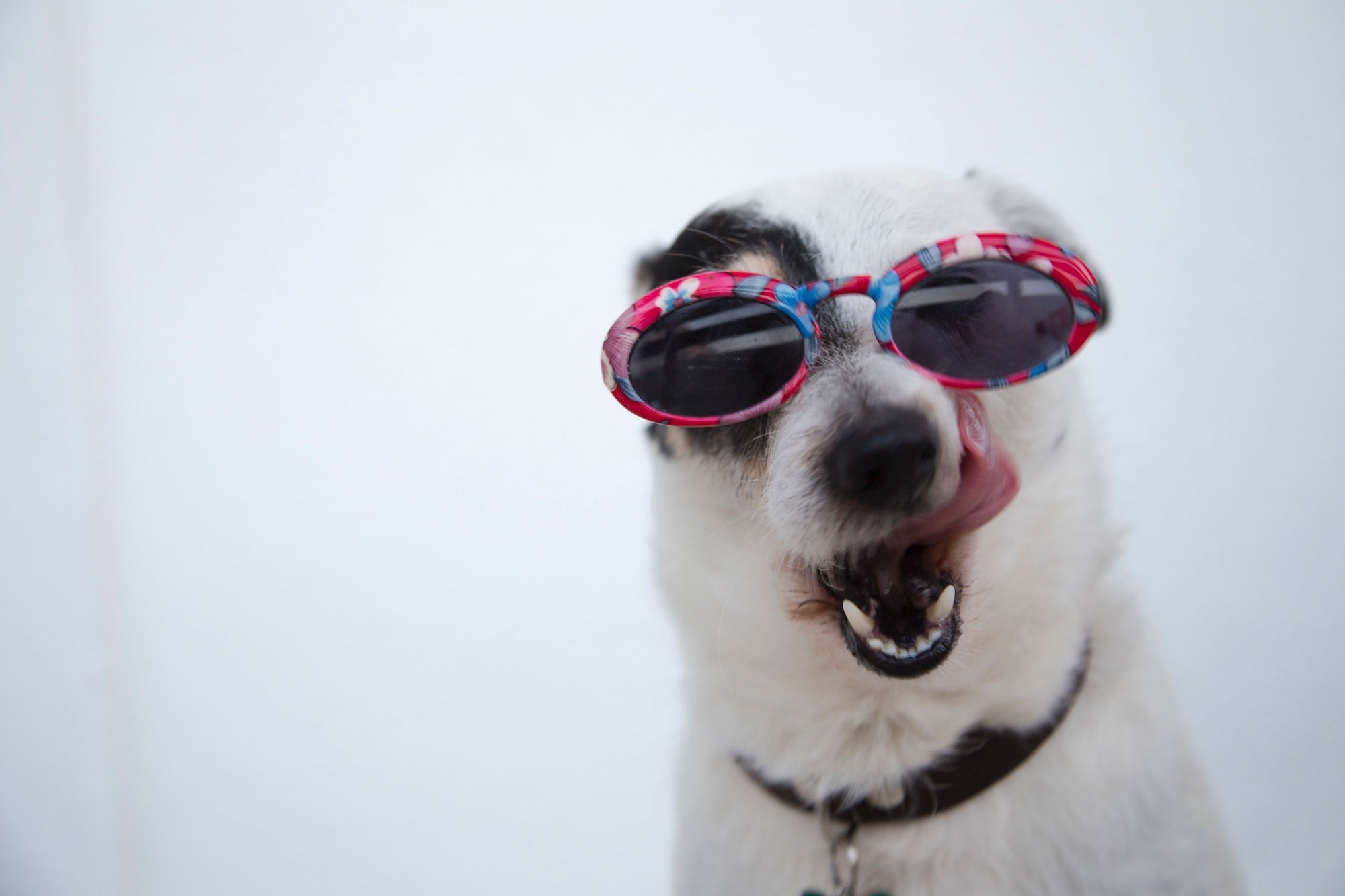 Keeping A Dog Cool In Summer While Wearing Sunglasses