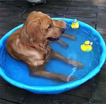 Hot Weather and Your Furry Friend