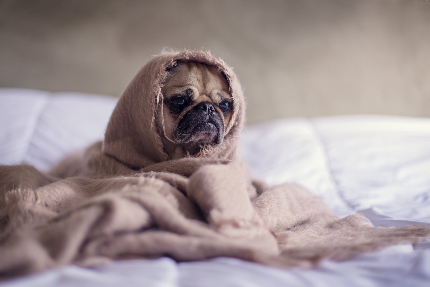 Puppy with Anxiety Wrapped up in Blanket on Bed