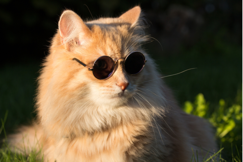 And the Cats Shall be Queens for a Day!