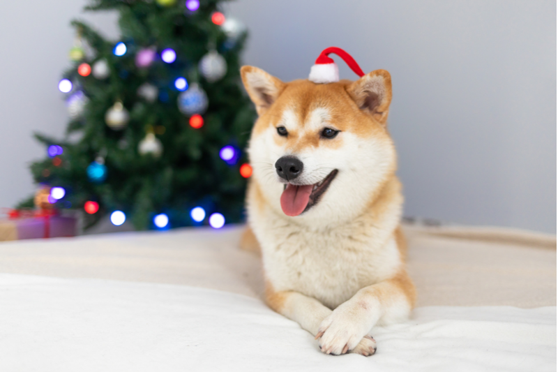 Santa Paws Is Coming To Town! 