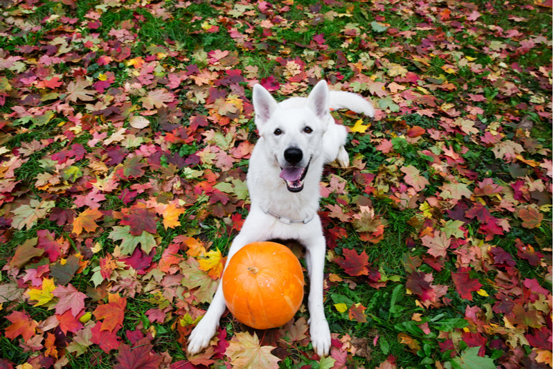 Apples, Treats, and Toys that Squeak: All the Fun of the Fall!