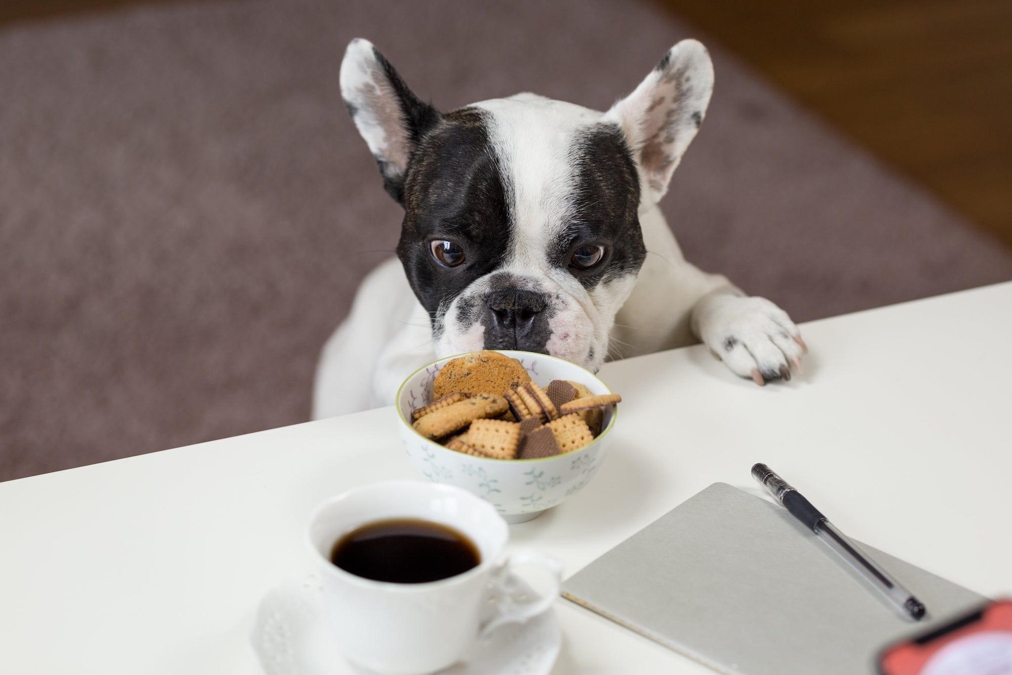 https://www.kingdukes.com/cdn/shop/articles/white-and-black-english-bulldog-stands-in-front-of-food_2000x.jpg?v=1581641846