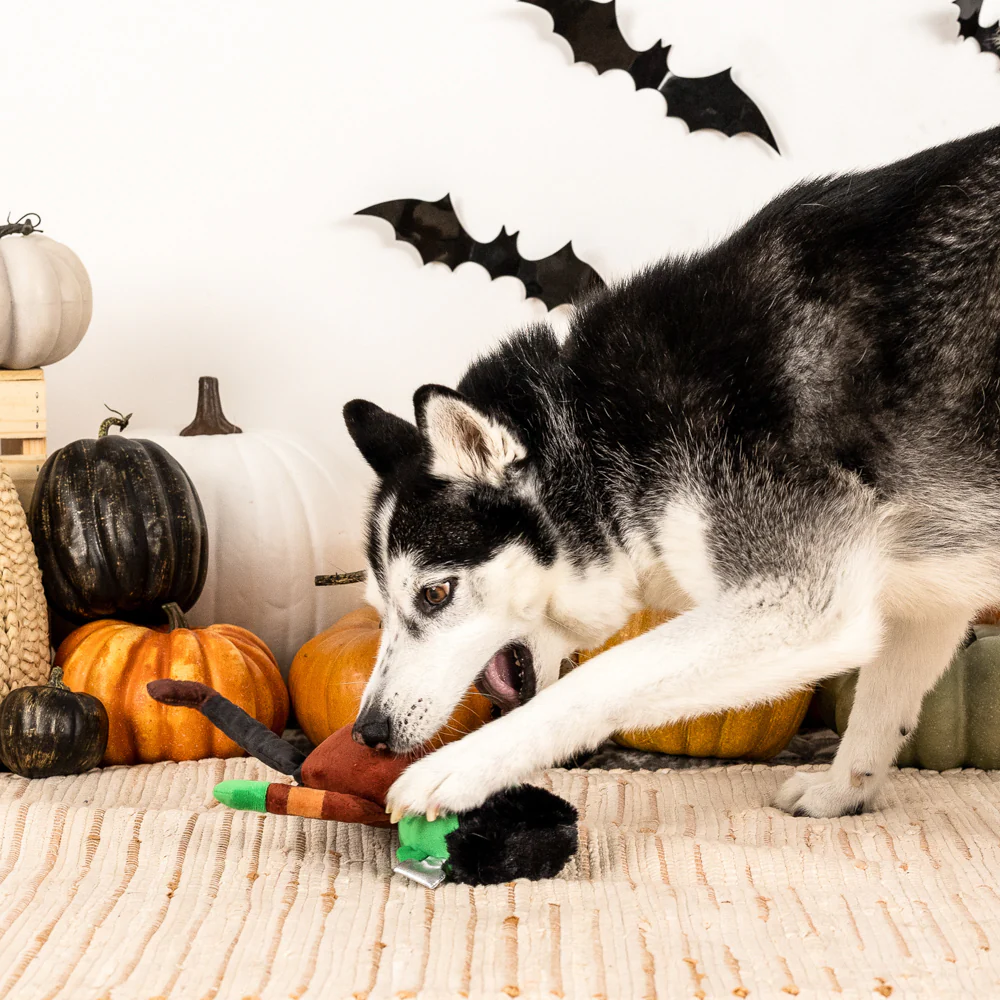 ItsAlive_PHOTO_with_dog_interactive_square