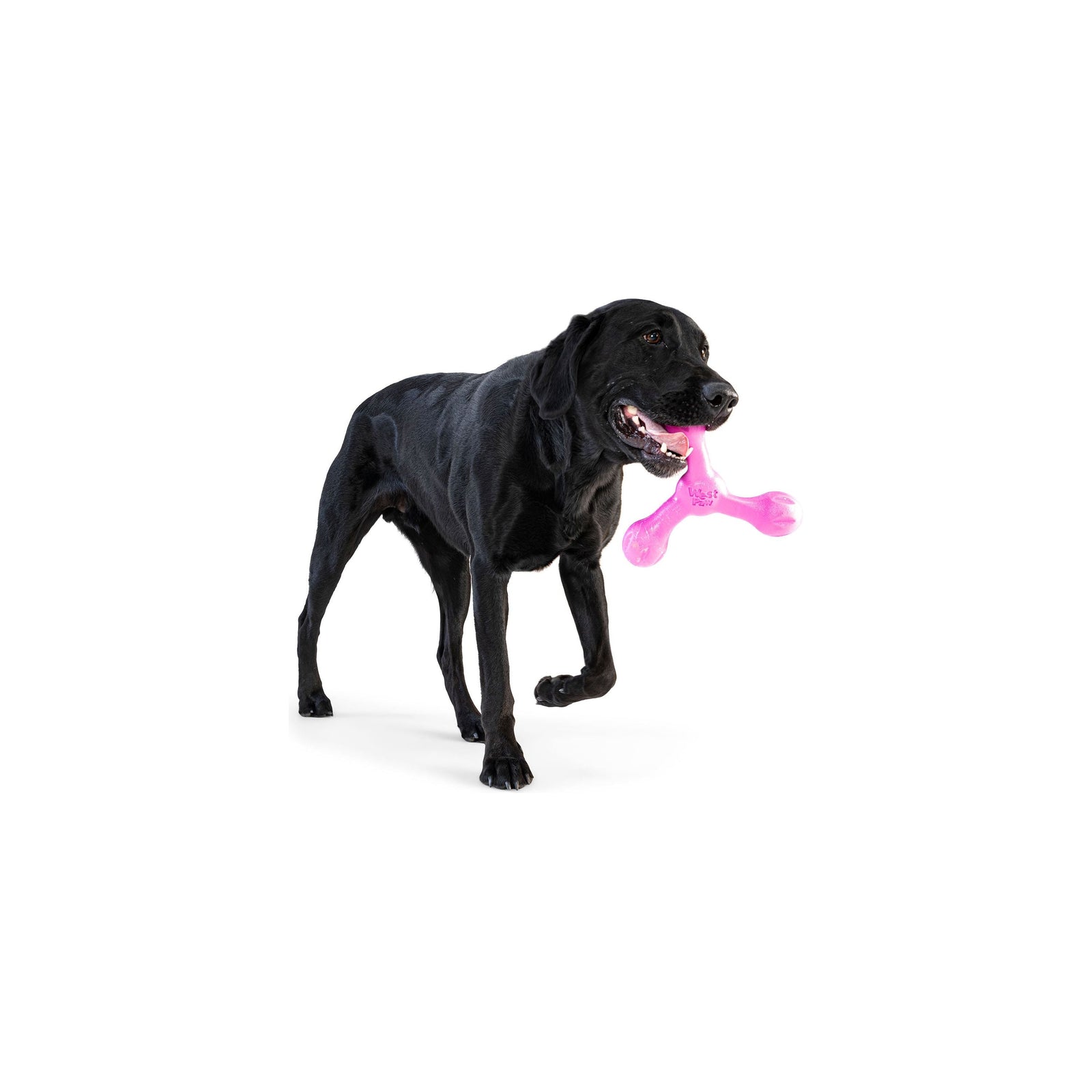 West Paw - Zogoflex Skamp, New Colors!