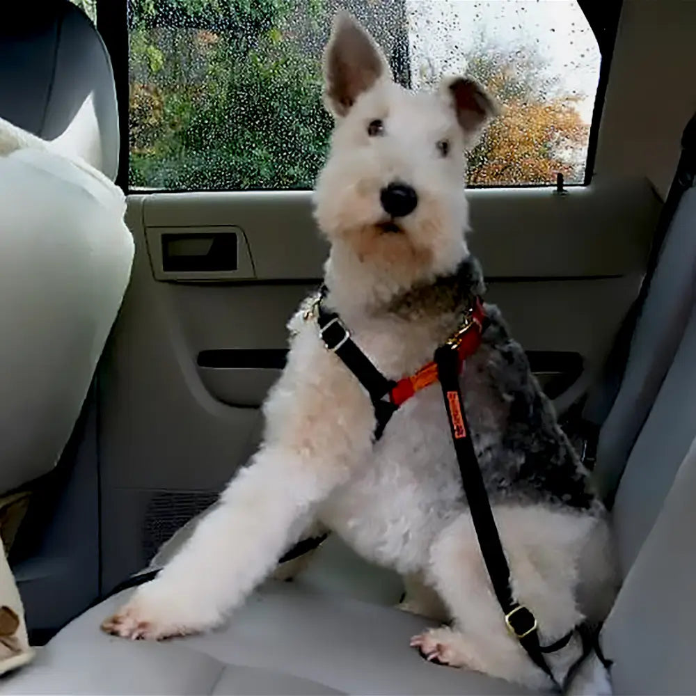 Dolan&#39;s Dog Doodads - Car Strap Attachment