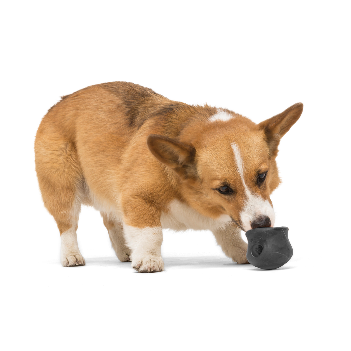 West Paw - Zogoflex Limited Edition Black Toppl