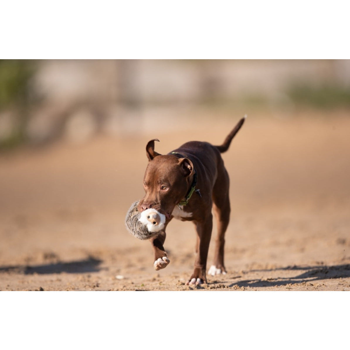 Fluff &amp; Tuff  - Harriet Hedgehog