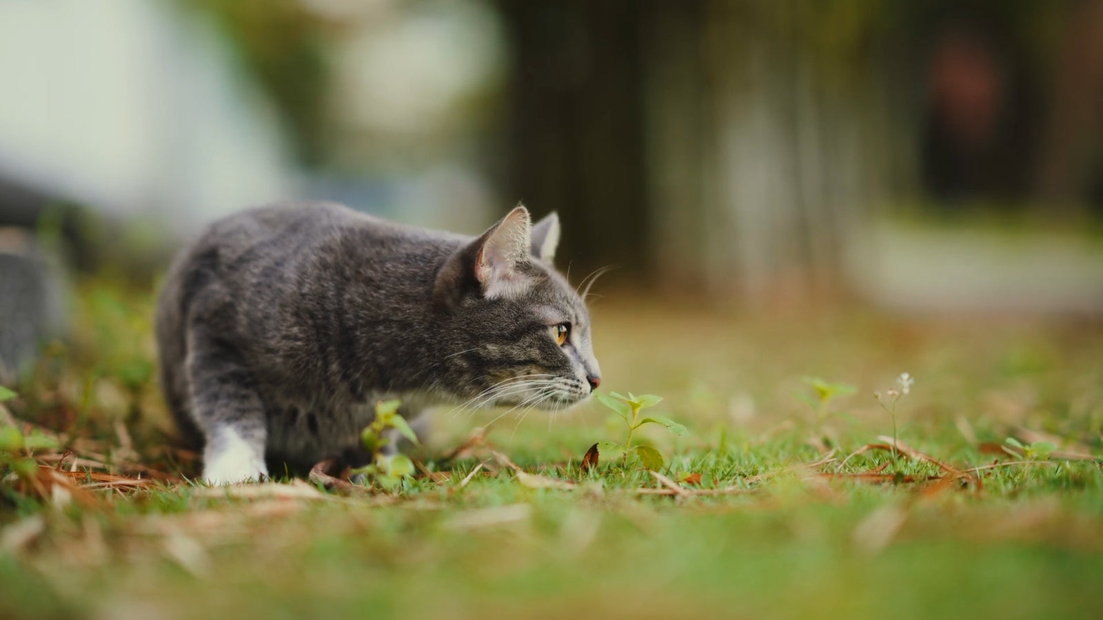 GET 20% off on Dog Leashes, Collars & Harnesses when you use CODE TAKEAWALK at checkout