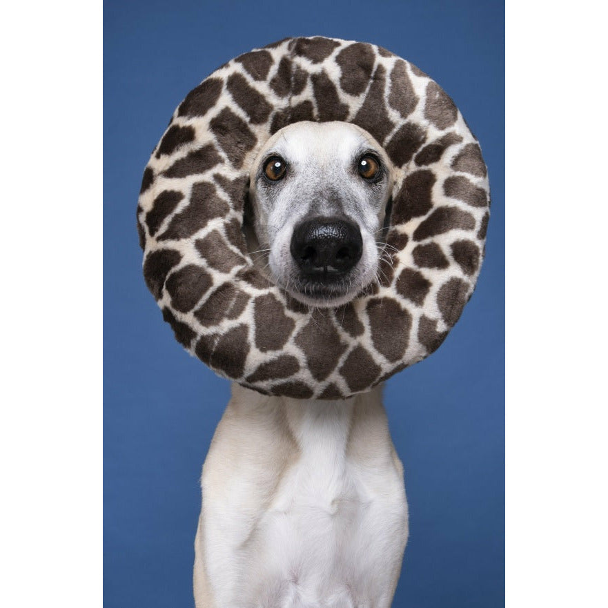 Fluff &amp; Tuff - Python Ring