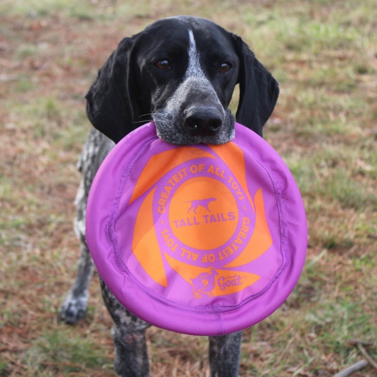 Tall Tails - Goat Sport Flyer