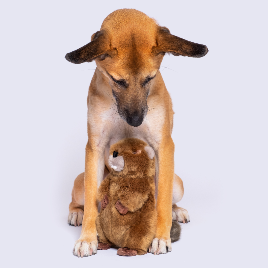 Fluff & Tuff - Troy Beaver