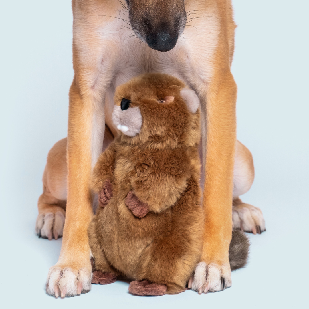 Fluff & Tuff - Troy Beaver