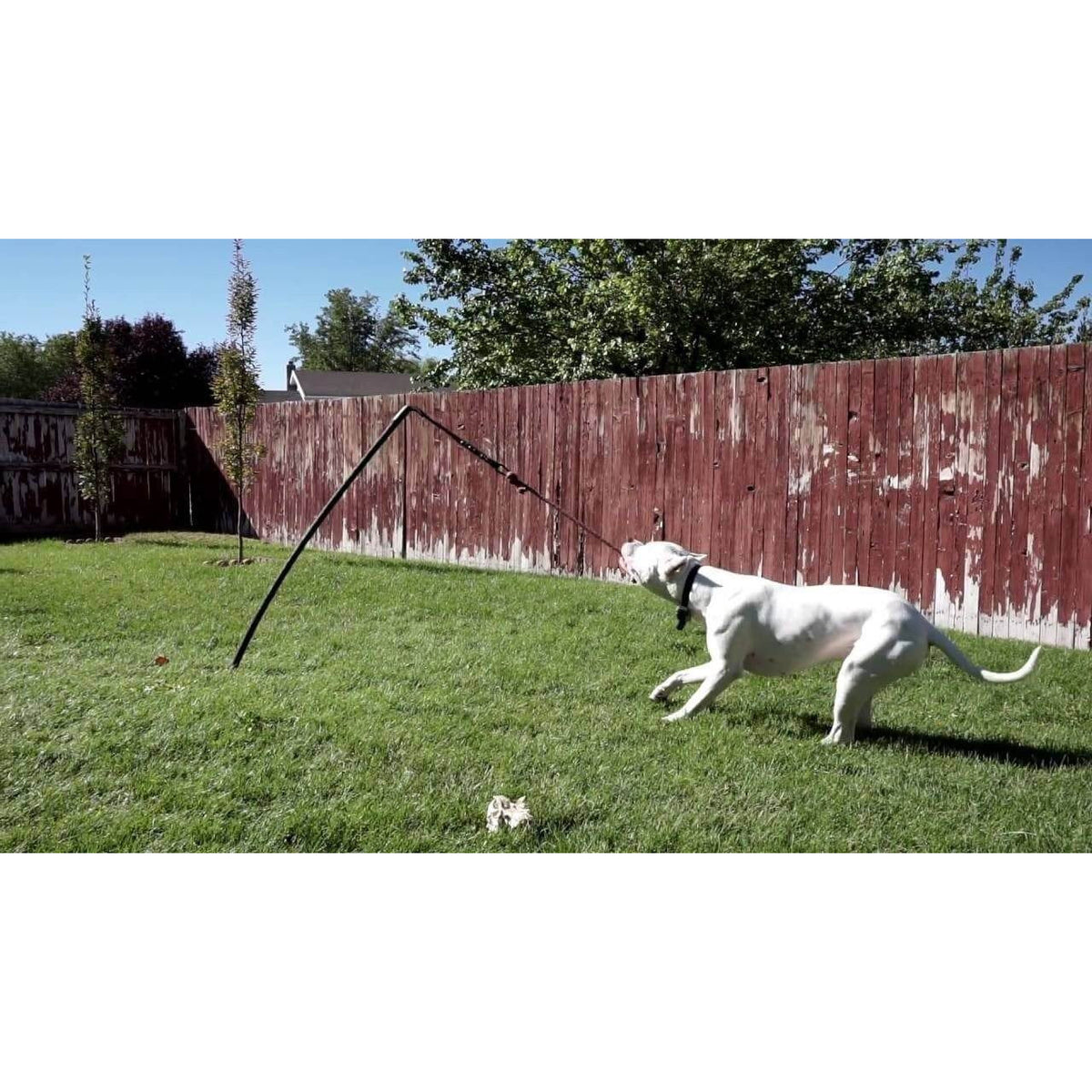 Tether Tug - Big Tether Tug (For 70+ pound dogs)