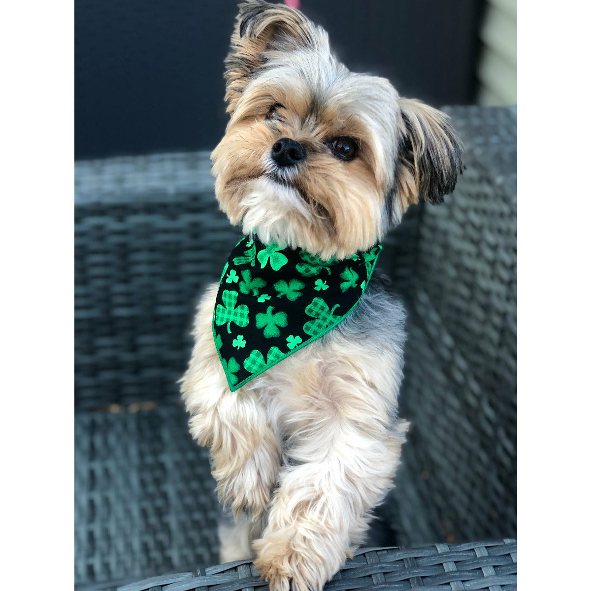 Paisley Paw Designs - Shamrock St. Patrick&#39;s Bandana